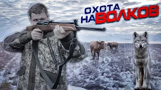 охота на волков .стая  ВОЛКОВ режет скот.wolfsjagd.wolf hunting