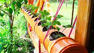 Strawberries in a PVC pipe 200 mm. Planting strawberries in a PVC pipe.