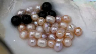 Discover Pearls | Multicolored Pearls | Collect large and round pearls in shallow water