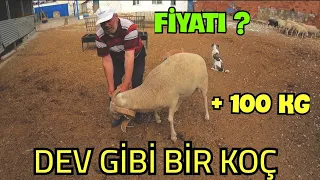 SATILIK DAMIZLIK KOÇ - İKİZ KUZU DOĞDU - KOYUN ÇİFTLİĞİ ( koyun kuzu videoları, koyunculuk, koyunlar