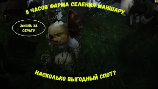 5 часов фарма Селения Маншару. Выгодно? (серебро и опыт) Black desert online