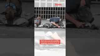 Con mucha tristeza despiden a Zeus, el perrito que perdió la vida tras defender a su dueño