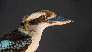 Listen to the distinct sounds of the Laughing Kookaburra