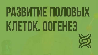 Развитие половых клеток. Оогенез. Видеоурок по биологии 10 класс