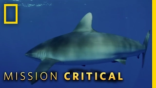 Entering a Shark Eden | Mission Critical