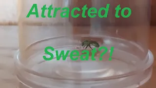 What is a sweat bee?!
