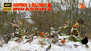 Birds Invasion at natural feeder  - 4K HDR - CATs tv