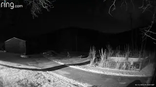 Bigfoot Footage