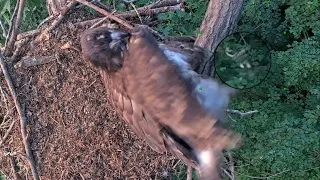 Eaglet DH17 Hit by Unidentified Flying Object (UFO) Slow Motion - May 21, 2023 - Dale Hollow Eagles