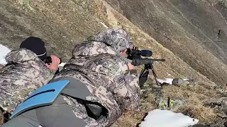 Горная охота на Дагестанского тура высотой 3500 метров