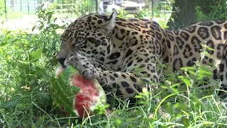 Big Cats VS Melons