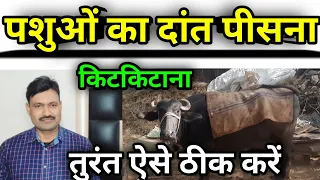 पशुओं का दांत पीसना किटकिटाना कैसे रोकें Teeth Grinding Tickle problems in animals