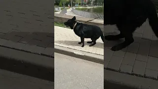 Чёрная немецкая овчарка #собака  #dog #животные #animals