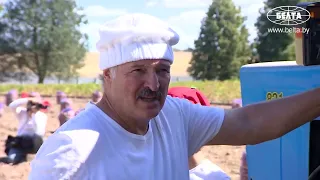 Лукашенко с младшим сыном убрал урожай картофеля и бахчевых в резиденции Дрозды