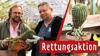 Einen alten Kaktus retten: Kakteen umtopfen und pflegen | MDR Garten