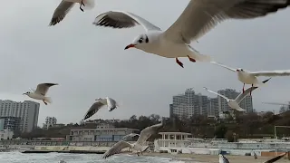 Чайки на берегу черного моря / Одесса