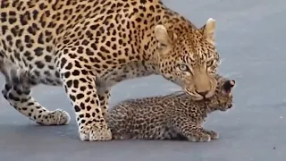 Wild Animals Being Cute 🐅 | The Ultimate Compilation