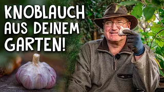 Jetzt Knoblauch pflanzen & anbauen! 🧄 - Gewürze aus dem eigenen Garten