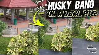 Husky Bang on a Metal Pole Running Toward a Lady