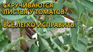 Причины и как исправить скручивание листьев у томатов!