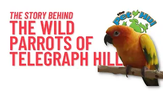 Meet the man behind The Wild Parrots Of Telegraph Hill