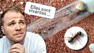 Des nouvelles de mon élevage de fourmis Messor Barbarus !