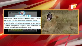 Asiatic Lion Population In Gujarat's Gir Sanctuary Rises By 29%, Informs PM Modi
