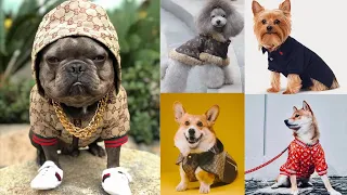 Los 5 PERROS Más Caros del Mundo | Top Caninos de Lujo 💰🐶