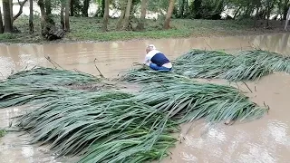 После потопа в Архипо-Осиповке ловят крупную рыбу руками. Река Вулан разлилась.