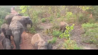 Barjora 🐘🐘🐘🐘