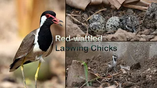 Red-wattled Lapwing Chicks