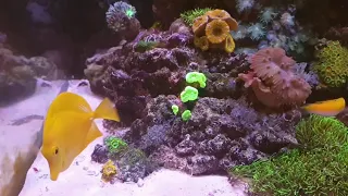 Tour of my EA Pro Reef 900
