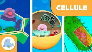 Le cellule procariote ed eucariote - Scienze Naturali - Video educativo per bambini - Raccolta