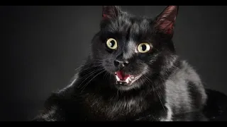 Черный кот и его смех 🤣🤣🤣🤣🤪 #fyp #funnyvideo #приколыскотами #cat #trynottolaugh #laugh #фотошоп