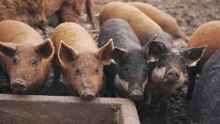 Podzim na ekofarmě Bošina - Jak vypadá Mangalice?