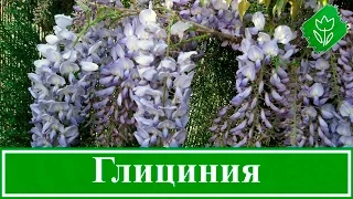 Квітка гліцинія – посадка і догляд; вирощування гліцинії з насіння; як виростити гліцинію