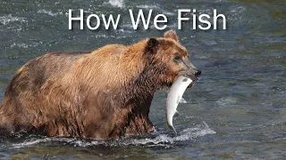 How We Fish - fishing techniques of Alaska Brown Bears