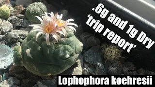 Lophophora koehresii 'trip report' effects felt from microdose