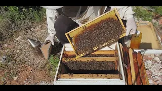 Το πείραμα πέτυχε: Διάσωση αρρενοτόκου μελισσιού χωρίς τίναγμα!