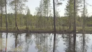 Bear Watching in Wild Taiga Finland (Kuhmo, Suomussal)