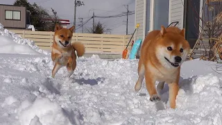 Shiba Inu falls into his sister's trap.