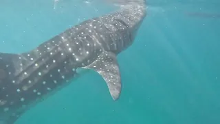 Whaleshark in bohol
