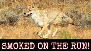 Epic Daytime Coyote Hunting~ Nine Down~ ( 6.5 Creedmoor AR-10 )