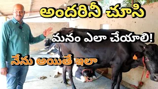 high milking cows need for dairy farm/ GRR farms/ 35 లీటర్ల పాలు ఇచ్చే ఆవులు మెటైన్ చేస్తా