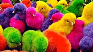 Catch cute chickens, colorful chickens, crazy rainbow chickens, rabbits, cute cats, ducks, cute anim