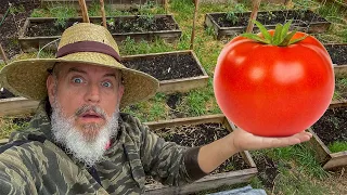 Growing Big Tomatoes and Vegetables Naturally