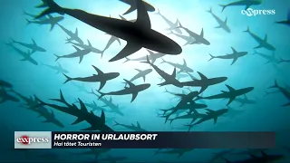 Horror in Urlaubsort: Hai tötet Touristen