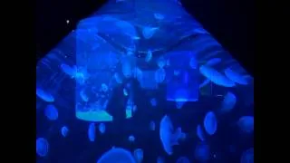 Aqua Viva - Jellyfish Exhibition