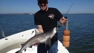 Tampa Bay Fishing Guide David Beede winter Bull Sharks 813-758-3406