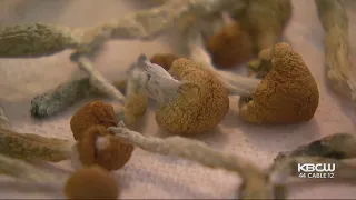 Activists Gather At Oakland City Hall During Vote To Legalize Mushrooms